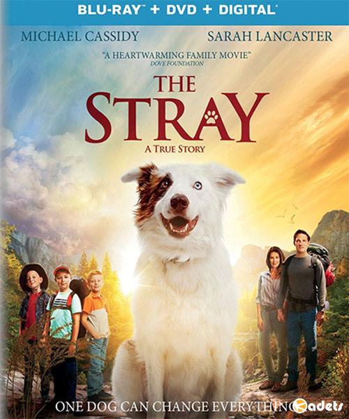 Бродяжка / The Stray (2017)