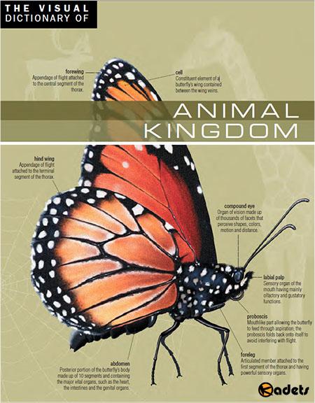 The Visual Dictionary of Animal Kingdom